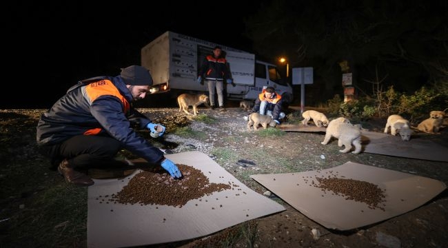 Buca'da can dostlarına gece gündüz mama desteği