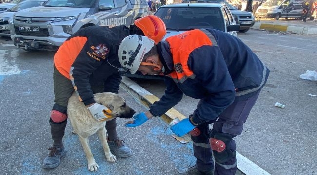 Buca Belediyesi veterinerleri deprem bölgesinde 