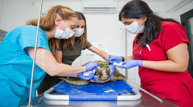 Körfez'deki yaralı Caretta caretta kurtarıldı